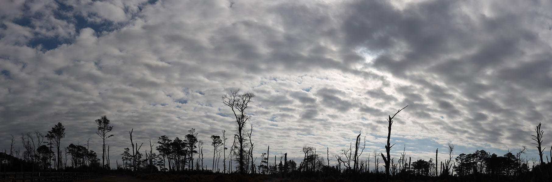 Late Afternoon Sky with Dead Trees in Foreground
